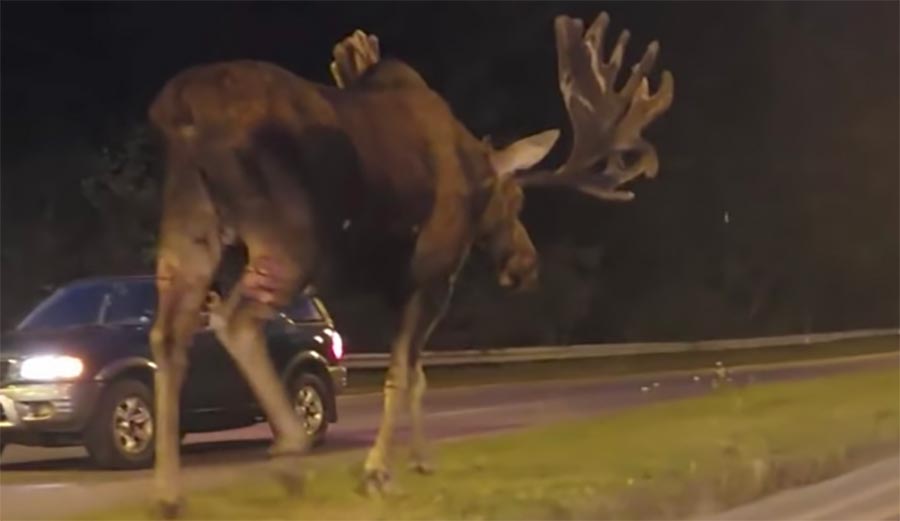 moose, alaska, wildlife, AK