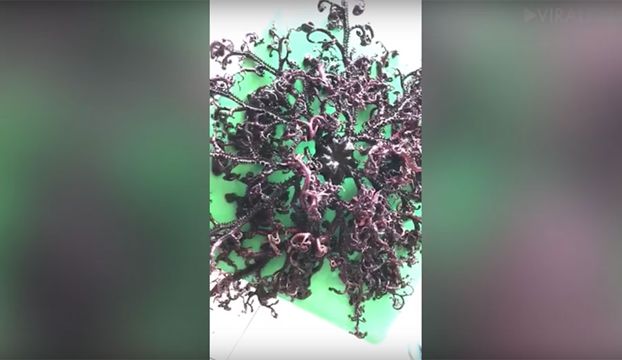 A Vietnamese tour guide found this baffling creature in late July.