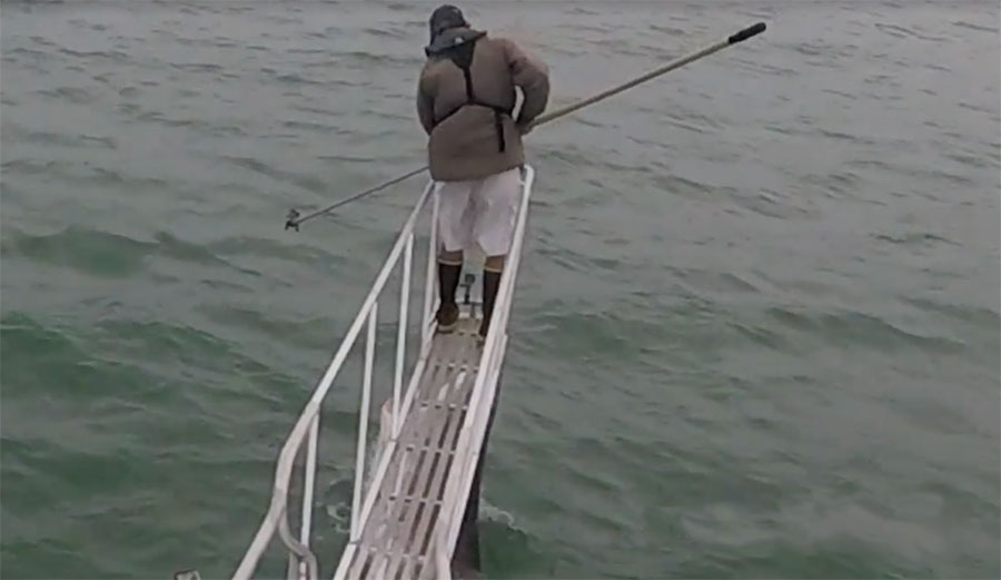 Greg Skomal great white shark tagging