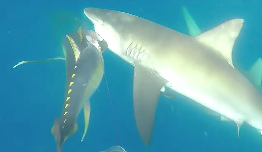 Sharks try and steal a spear fisherman's catch