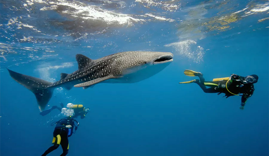 Whale sharks are the largest living fish. Shutterstock
