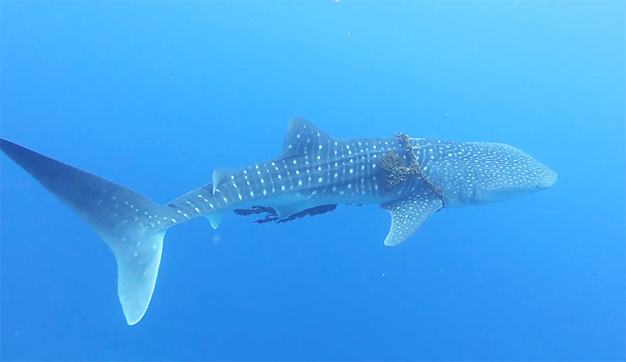 Snorkelers free whale shark from fishing line in Hawaii