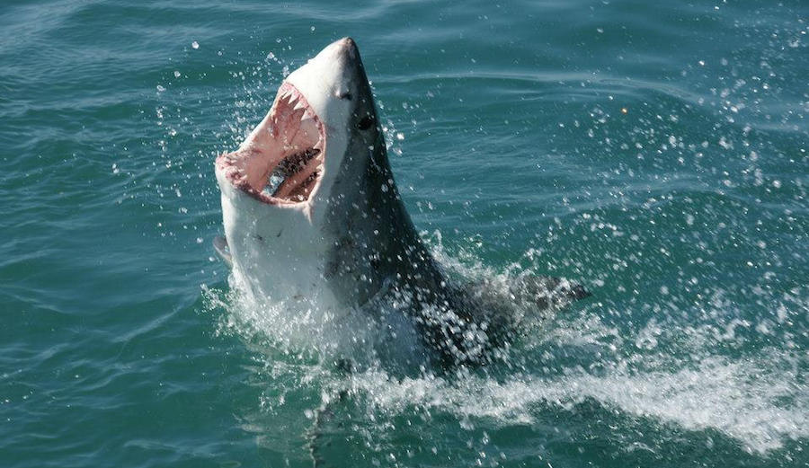 A bodyboarder was killed in a shark attack off Cape Cod, Massachusetts earlier this year. How that community responds to a growing population of sharks, though, remains to be seen. Photo: Flickr/travelbagltd