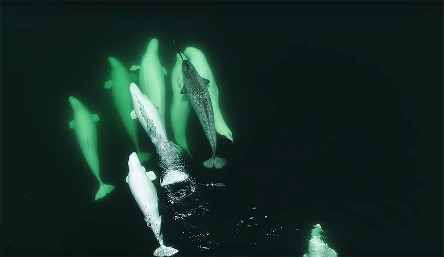 A lost juvenile narwhal appears to have been adopted by a pod of beluga whales.