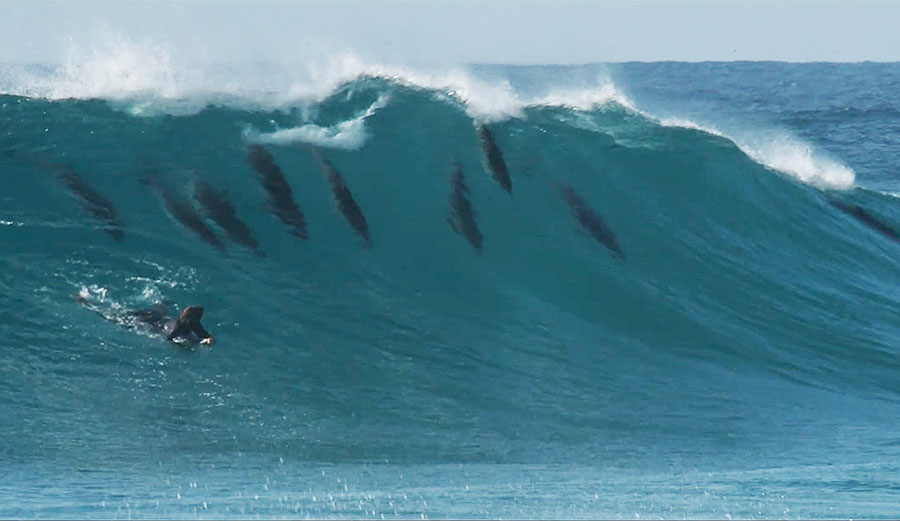 Dave Rastovich apparently has mysterious dolphin summoning capabilities.