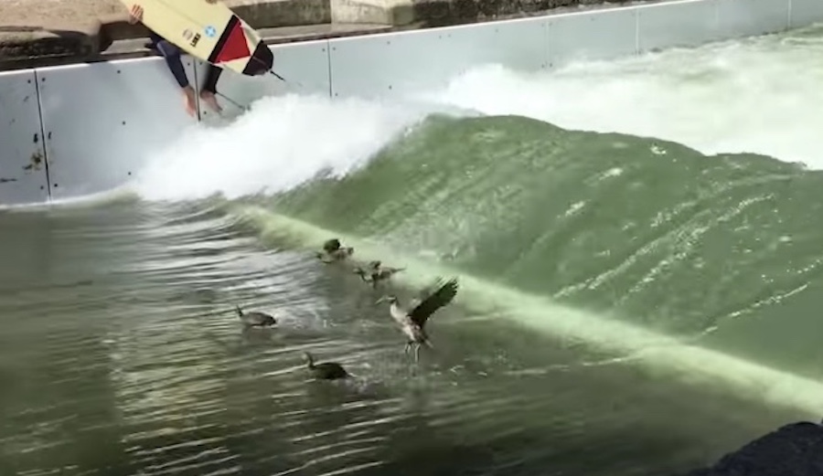 These ducks invaded a contest in Munich to give surfing a go. Photo: Youtube