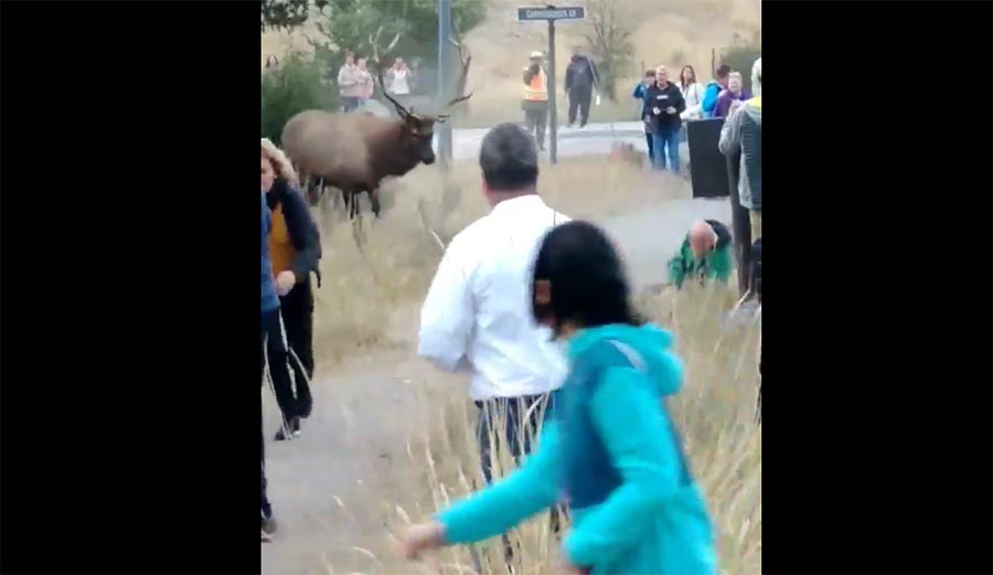 tourist, elk, Yellowstone National Park, wildlife, Google, Reddit, flipboard