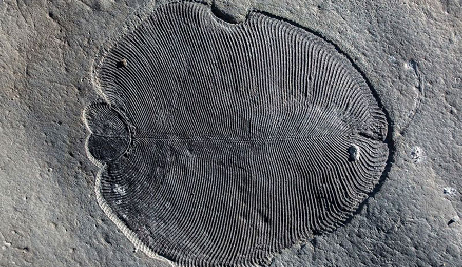 Dickinsonia lived 558 million years ago in the ocean.