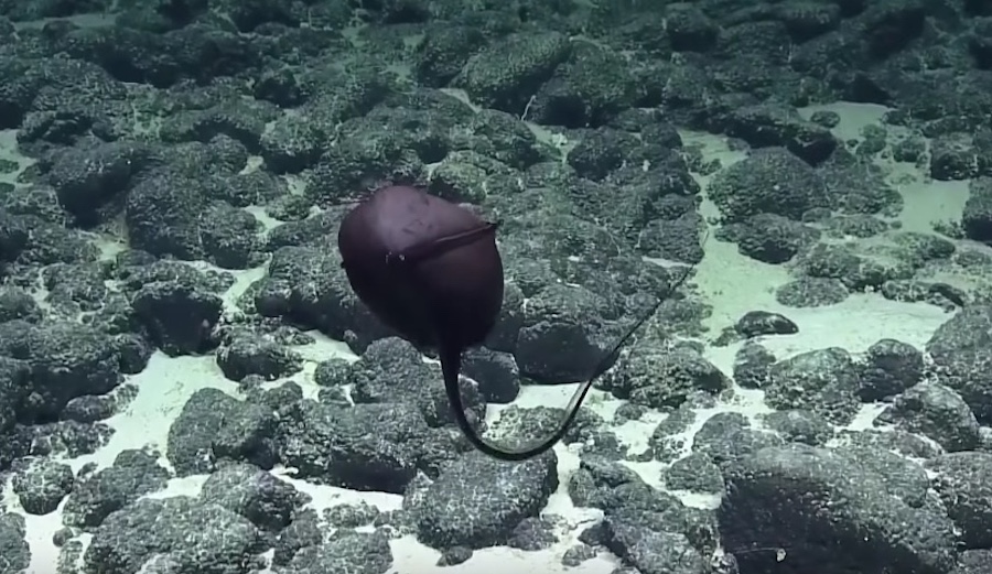 The E/V Nautilus stumbled on a gulper eel recently, and their commentary is hilarious.