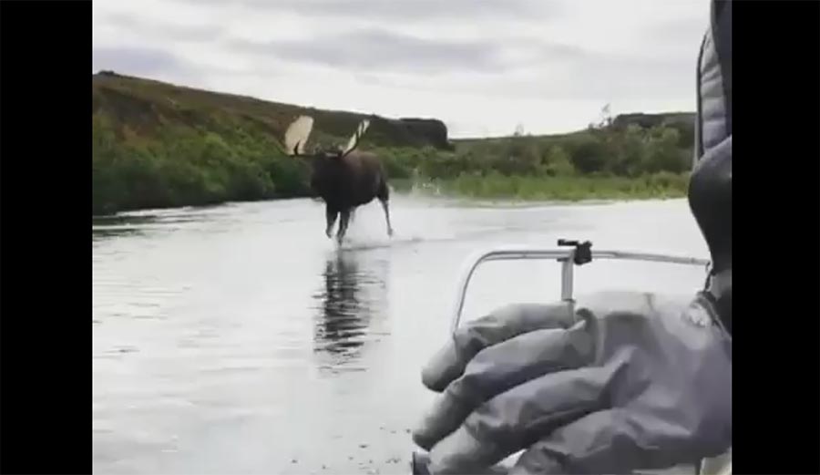 moose, alaska, boat, river, sprint