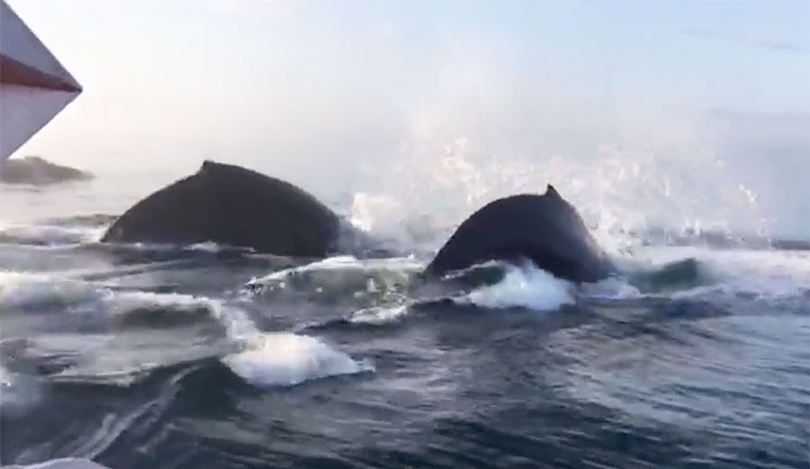 Humpback whales breaching