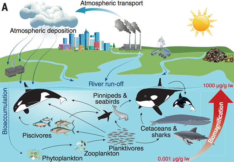 Killer whales and orcas