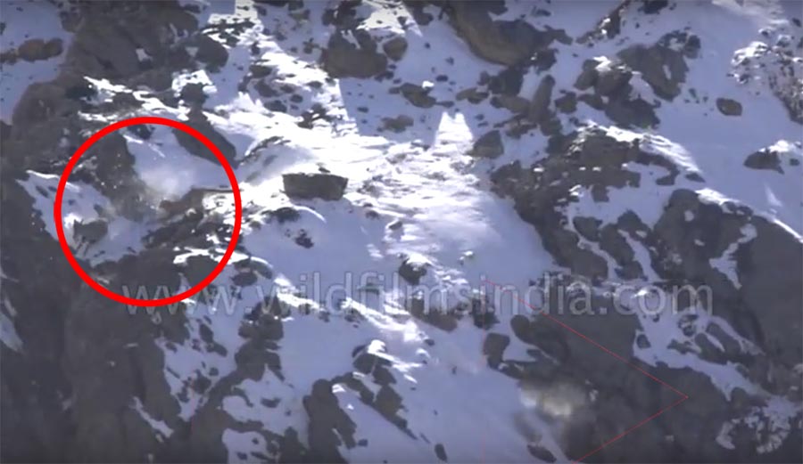 Himalayan Sheep, snow leopard, wild cat, nepal, india, flipboard, google, reddit