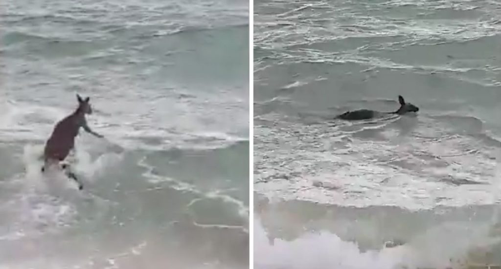 A Kangaroo in Victoria, Australia tried its hand at bodysurfing, but had to be rescued by local police. Photo: Victoria Police