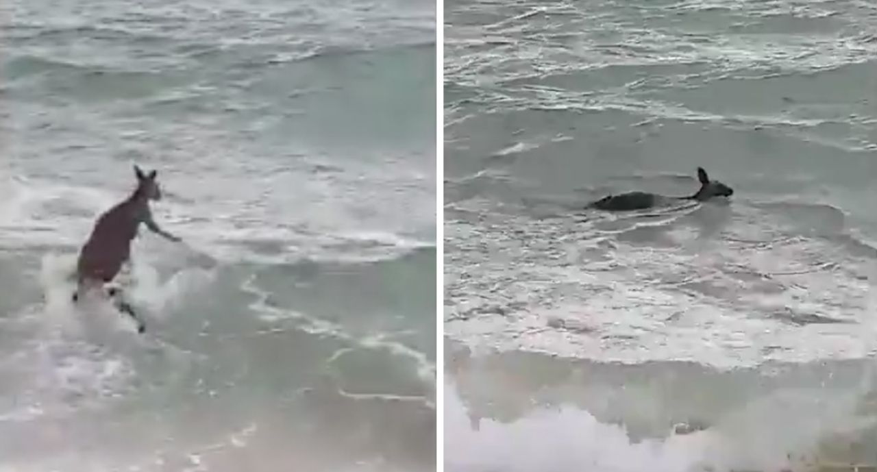 A Kangaroo in Victoria, Australia tried its hand at bodysurfing, but had to be rescued by local police. Photo: Victoria Police