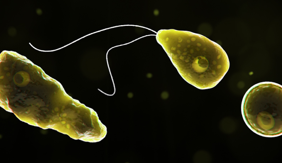 The so-called "brain-eating" amoeba, Naegleria fowleri is a nasty little bug. The majority of cases of infection in the last few decades have proven fatal. Photo: Centers for Disease Control