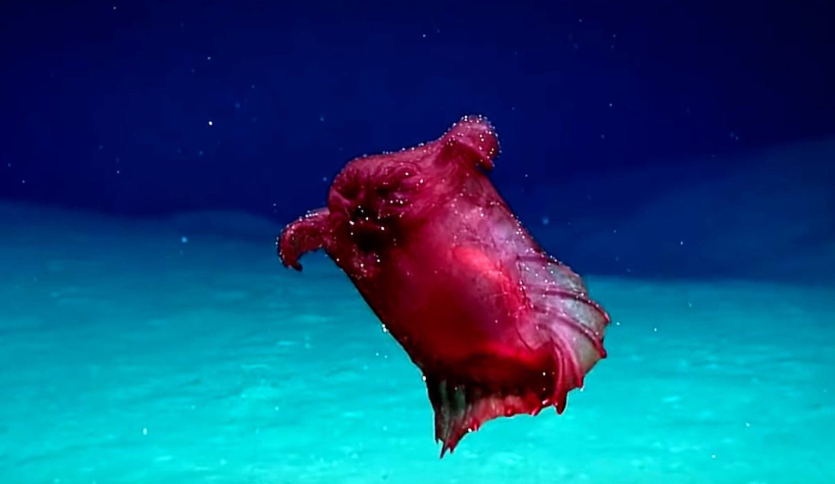 Headless Chicken Monster, Gizmodo, Antarctica