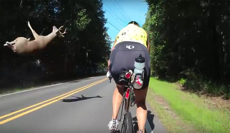 deer, buck, cyclist, road kill, flipboard, google,