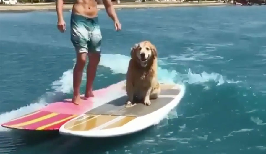 dog on surfboard