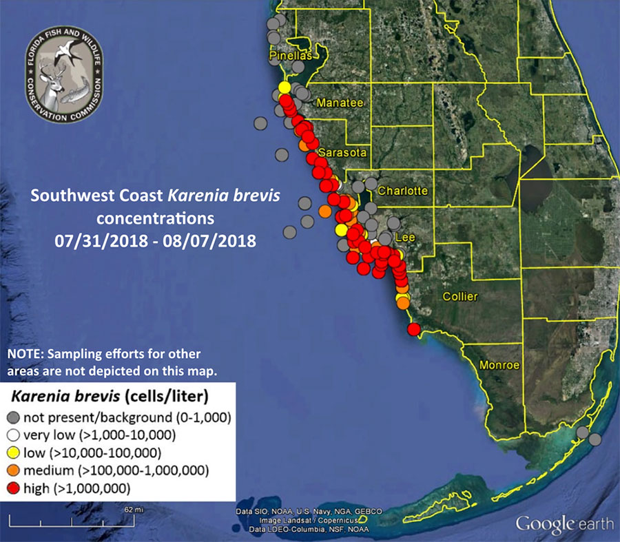 Florida’s red tide outbreak as of Aug. 8, 2018. Image: Florida FWC