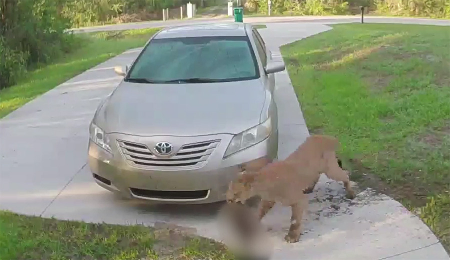 Florida Panther, wildlife, Collier County, domestic pets, people, humans