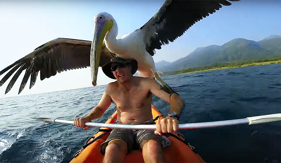 Pelican fishing tanzania