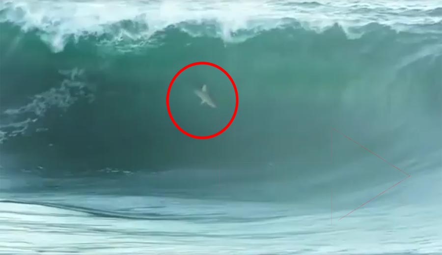 wave, barrel, surf, shark, over the falls