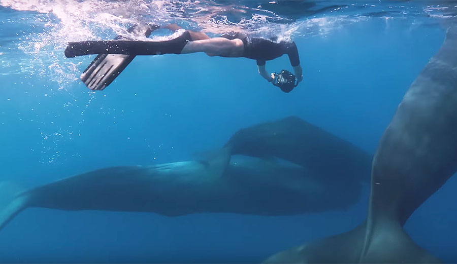 Humans could learn a lot from sperm whales, if only we'd be willing to listen.