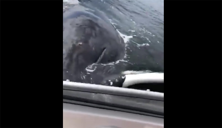 whale, puget sound, humpback, flipboard, google, reddit