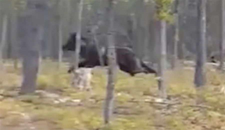 wolf, canada, saskatchewan, flipboard, google