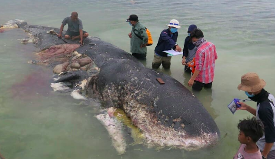 A dead sperm whale washed up in an Indonesian national park on Monday. The animal had ingested 13 pounds of plastic. Photo: WWF Indonesia/Kartika Sumolang