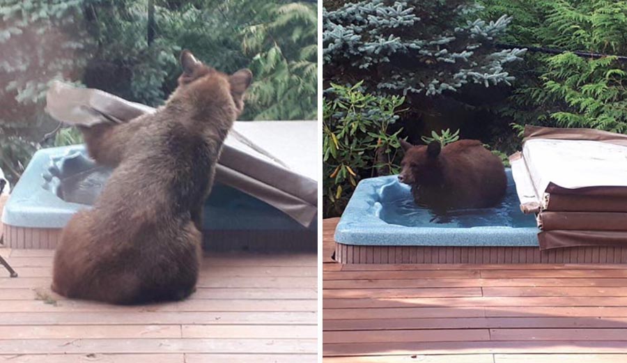bear, hot tub, revelstoke, mountain town