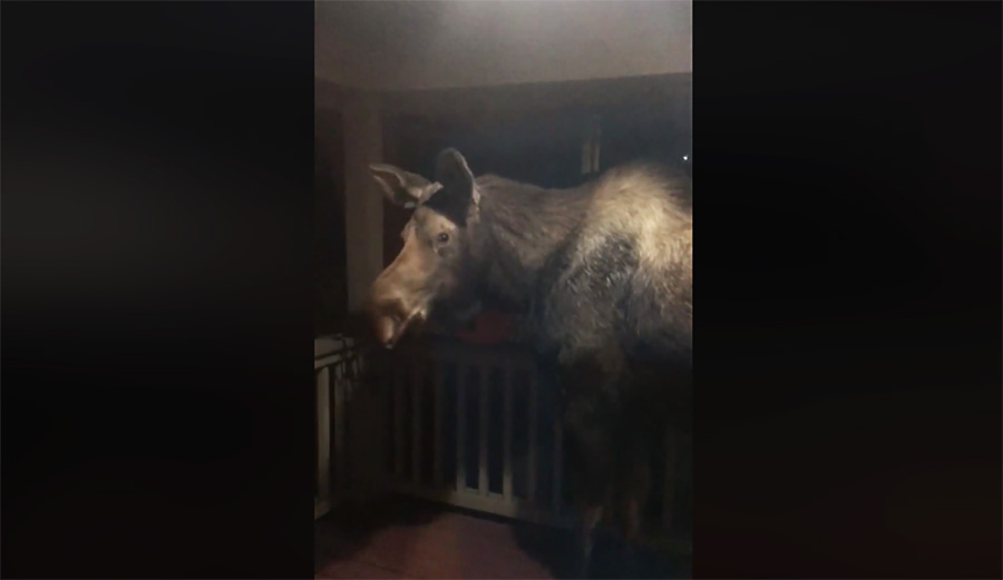 moose, alaska, trick-or-treat, halloween, flipboard
