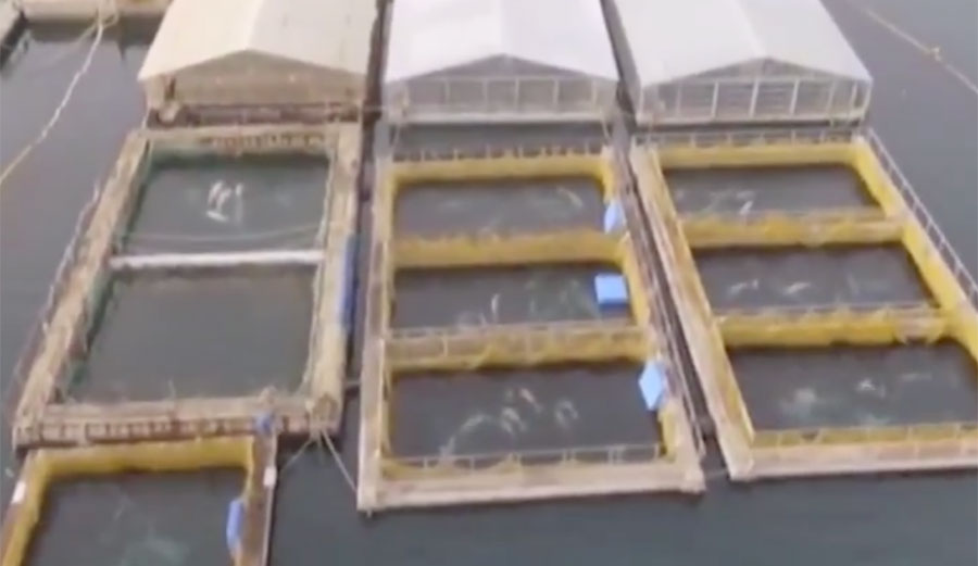 Orcas and belugas in Russian whale prison