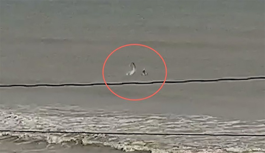 shark, new smyrna beach florida, spinner, great white, slaps surfer