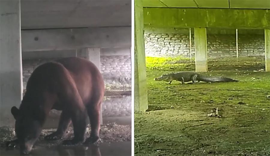 bears, alligators, cougars, mountain lions, Collier County, Florida, wildlife corridor