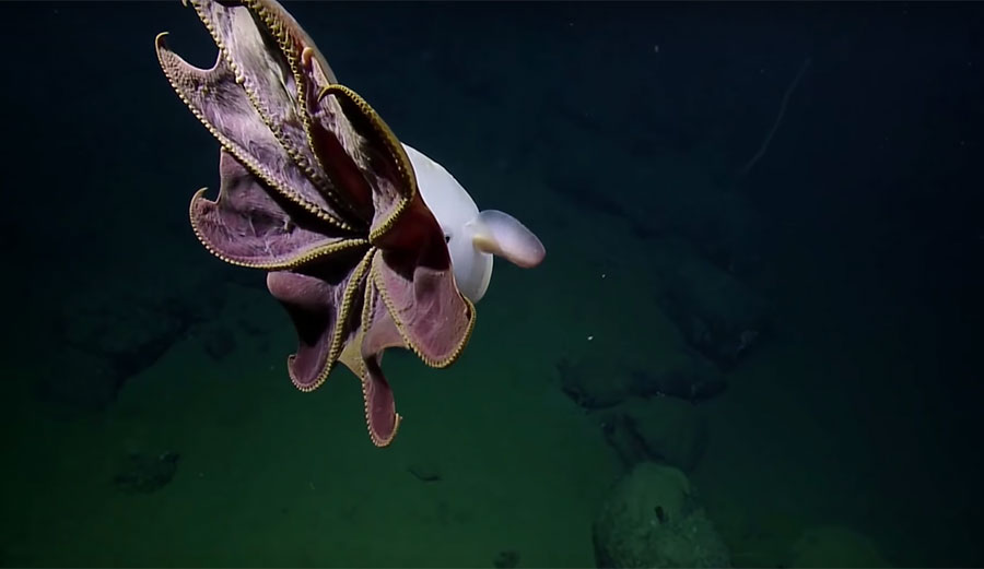 dumbo octopus at Davidson seamount
