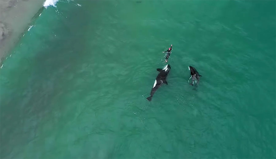 Killer whales swim with woman