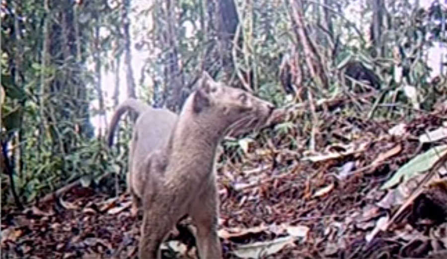 Madagascar fossa on camera
