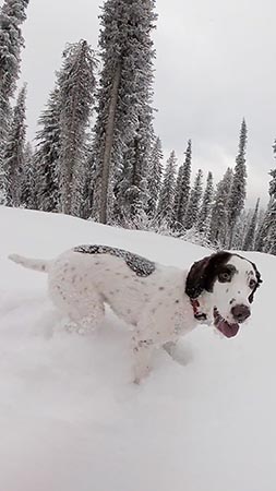 Maggie, dog, snowboarding, splitboarding