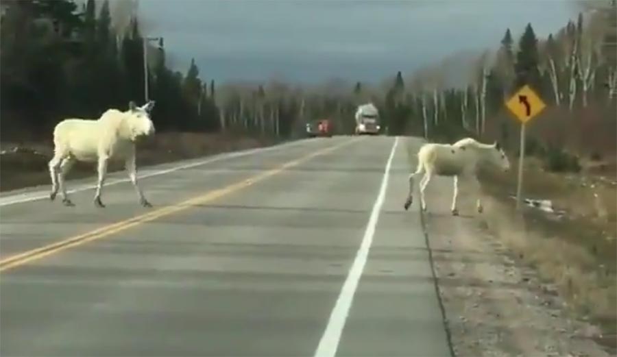 white, moose, Ontario, Canada,