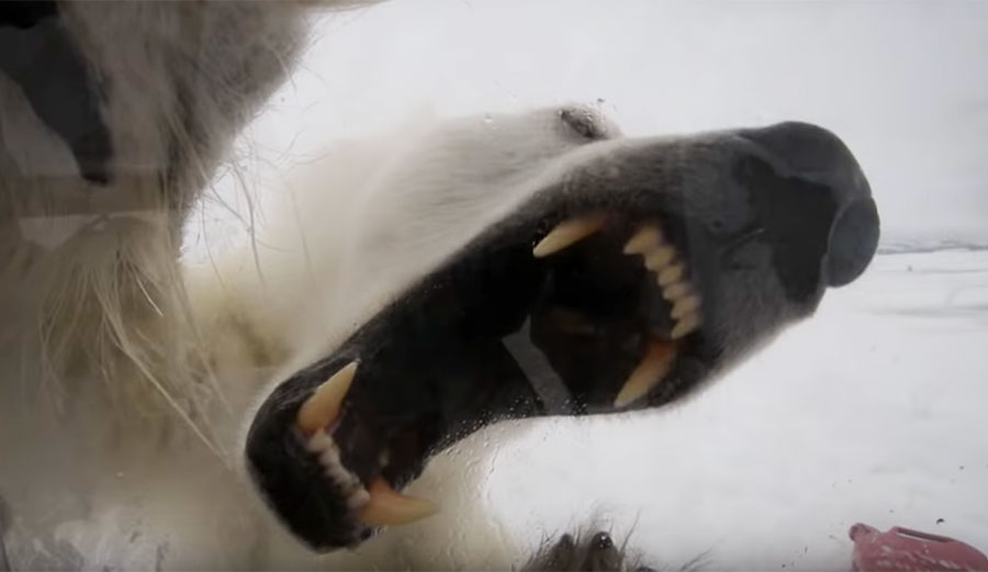 Polar bear breaking into Gordon Buchanan's shelter