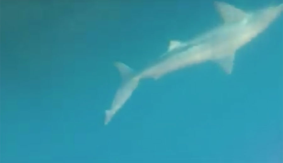 bronze whaler shark attack new zealand