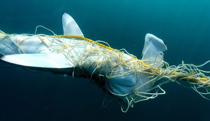 Scalloped hammerhead entangled in a Queensland shark control net