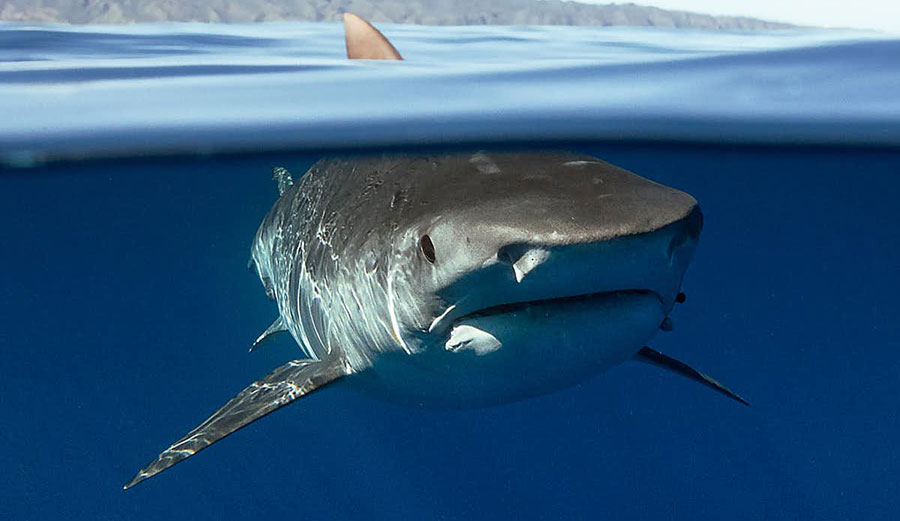 Tiger shark