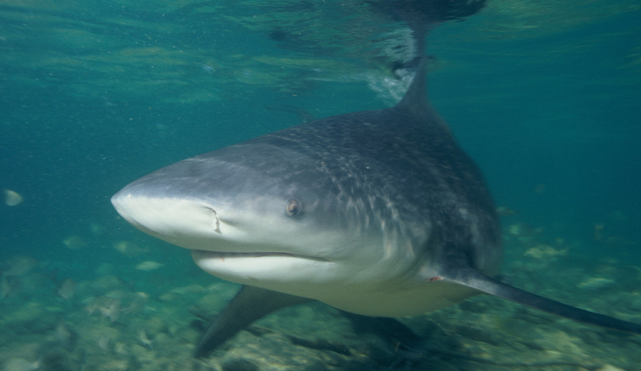 Bull shark