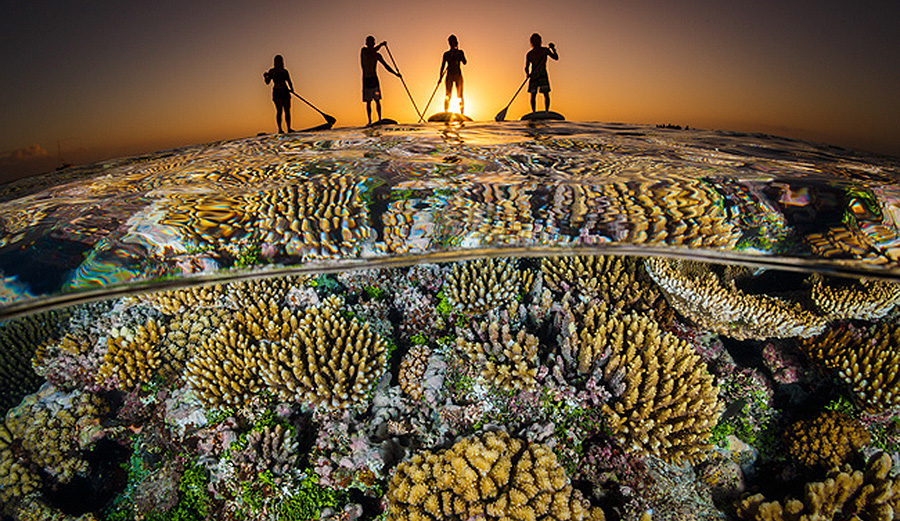 The Best Underwater Photos of 2018