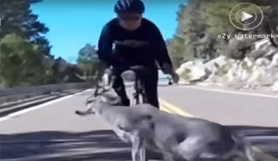 Deer runs in front of man on road bike causing massive collision