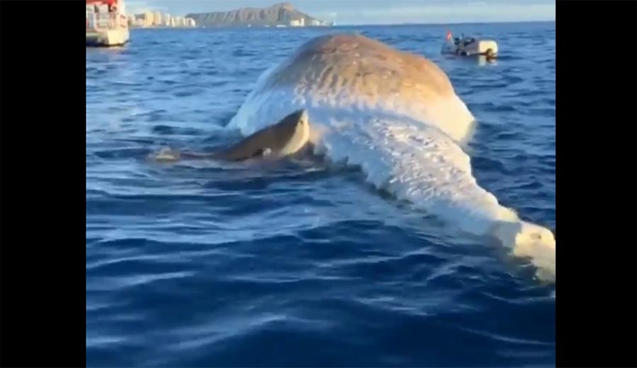 Tiger sharks feed on sperm whale near Honolulu.