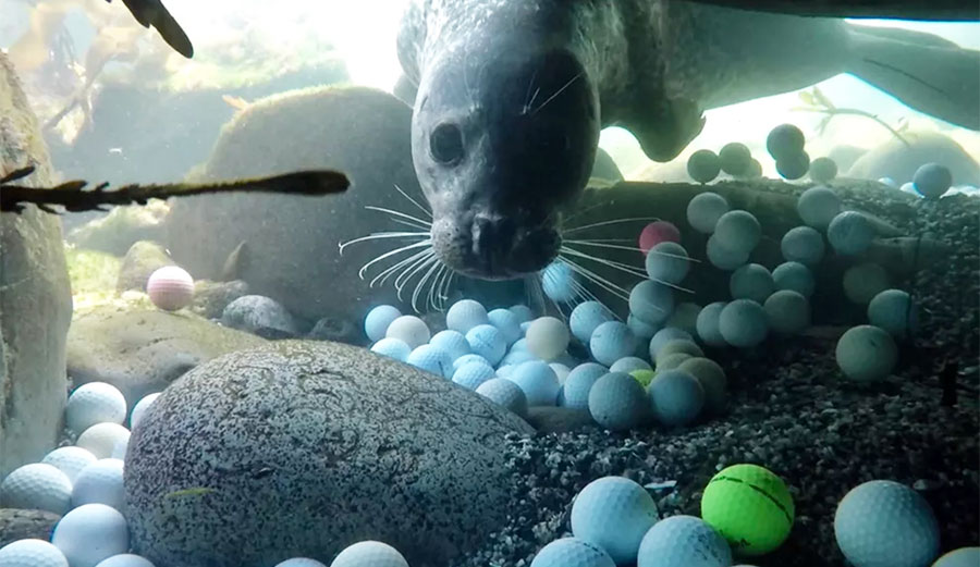 Harbor seal looking at golf balls